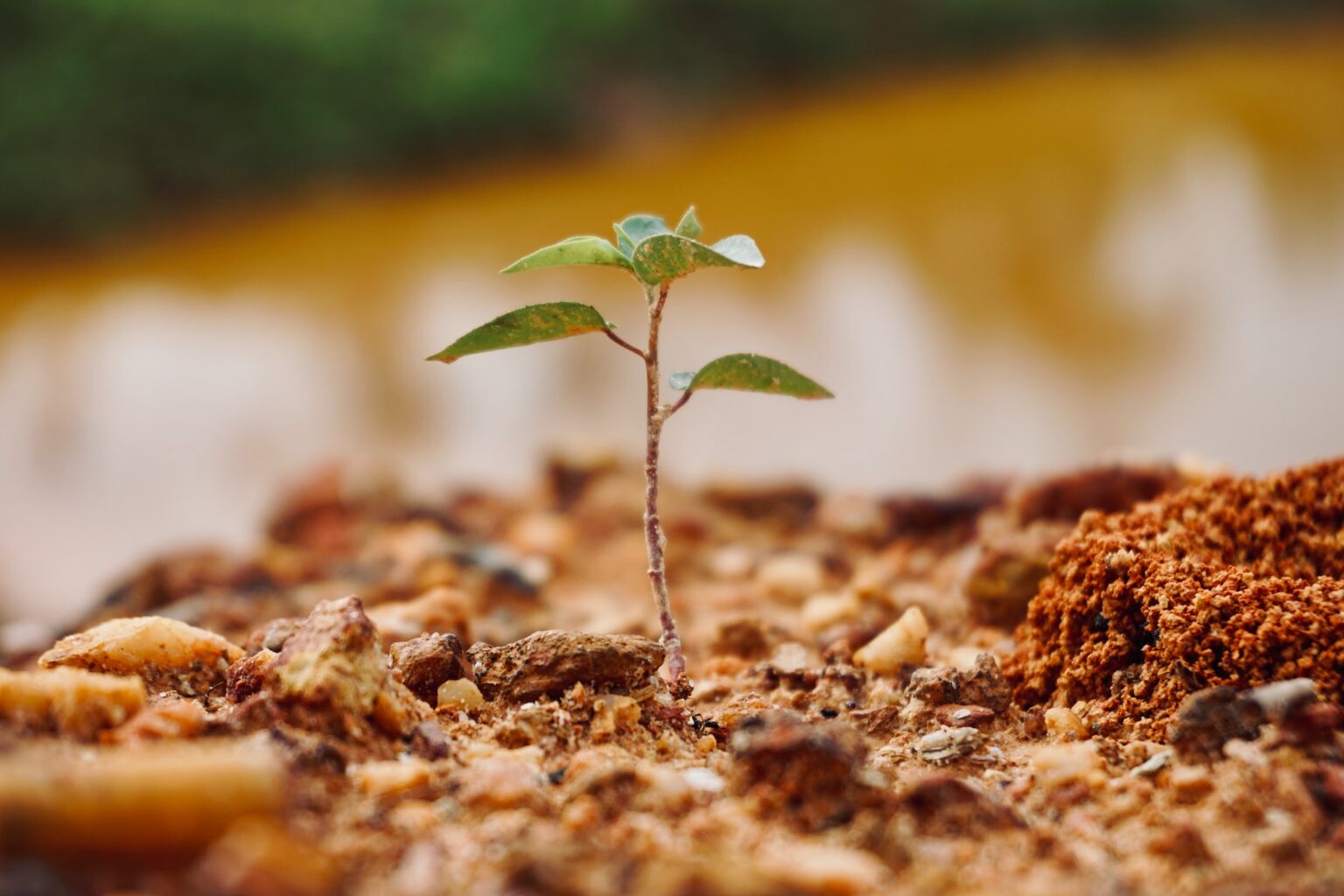 Was kostet es, einen Baum pflanzen zu lassen? kaufdichgreen.de