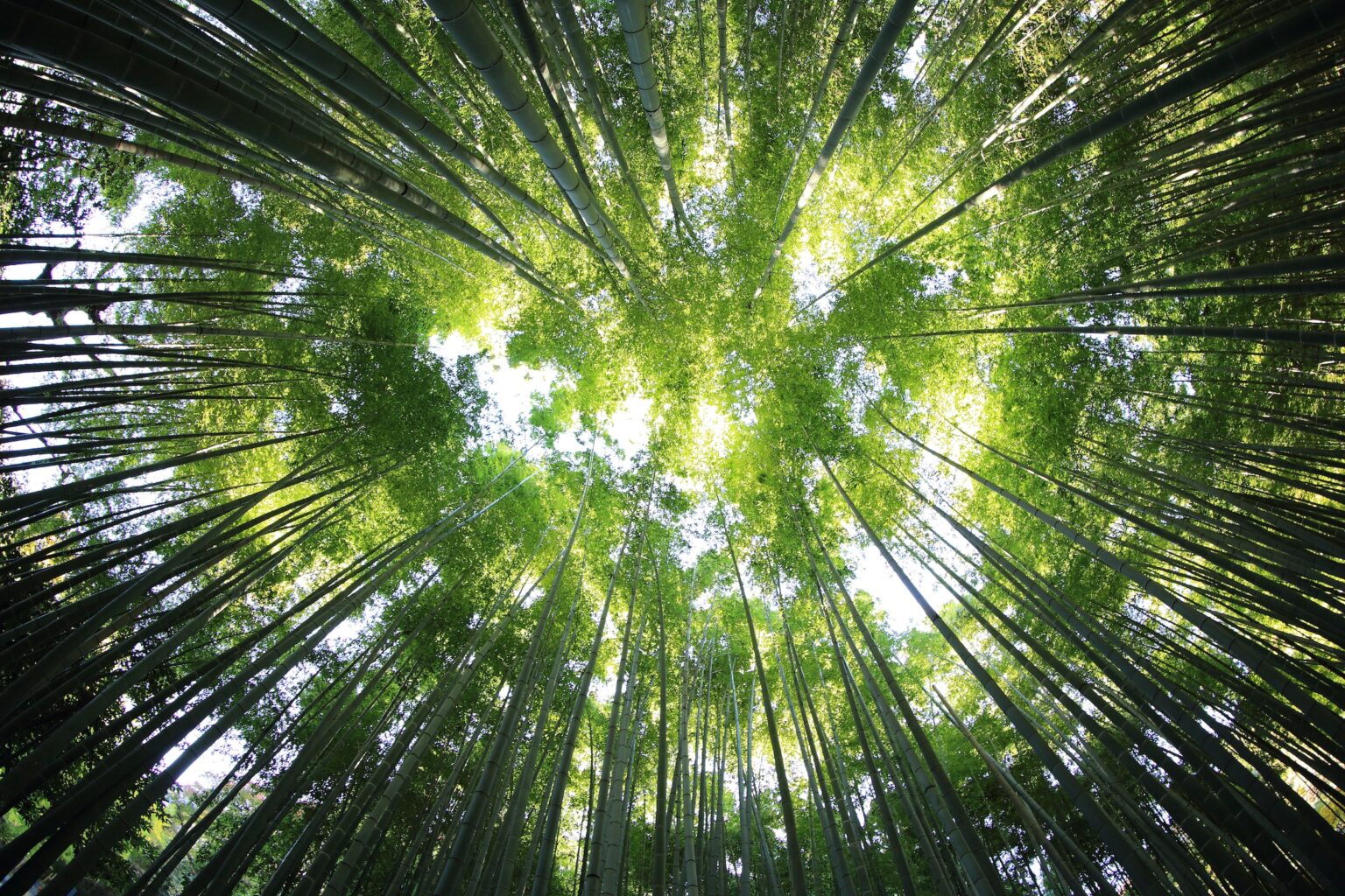 55+ Wie Viel Co2 Bindet Ein Baum, Bis ein einzelner baum eine tonne
